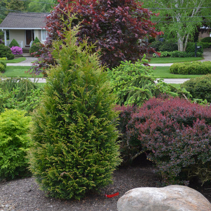 Thuja occidentalis 'Junior Giant'  - Junior Giant Arborvitae
