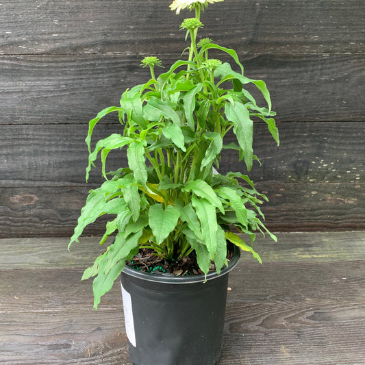 Echinacea purpurea 'PowWow White'  - PowWow® White Echinacea, Coneflower
