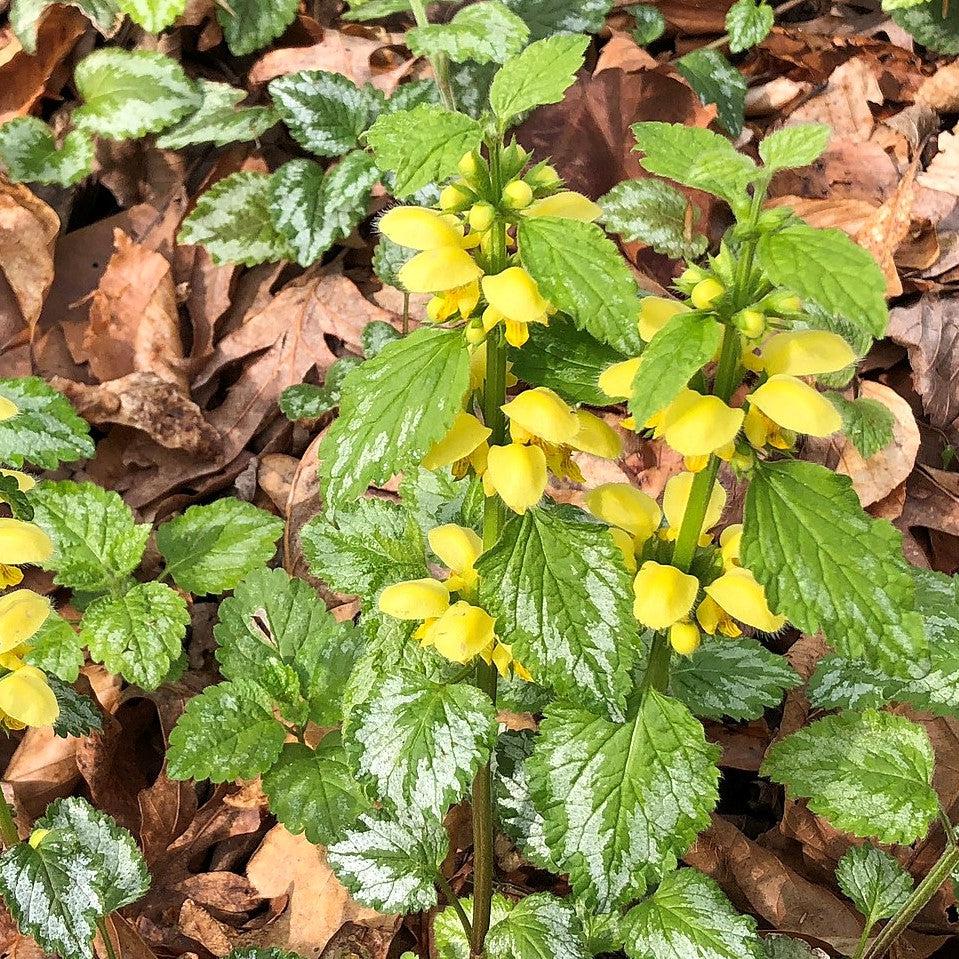 Lamiastrum galeobdolon 'Variegatum'  - Variegated Yellow Archangel