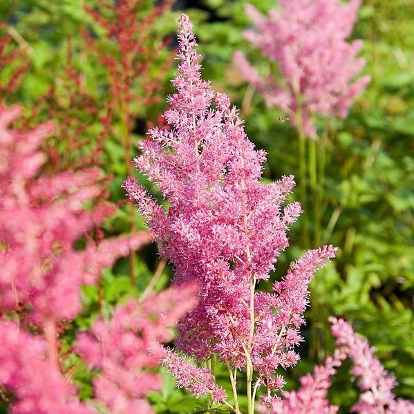 Astilbe japonica 'Rheinland'  - Rheinland Japanese Astilbe