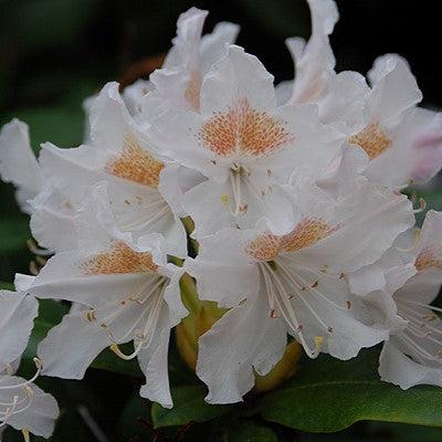 Rhododendron 'Cunningham's White'  - Cunningham's White Rhododendron