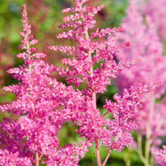 Astilbe japonica 'Rheinland'  - Rheinland Japanese Astilbe