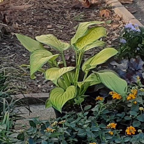 Hosta x 'Paul's Glory'  - Paul's Glory Hosta