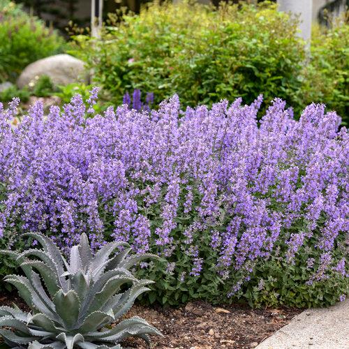 Nepeta faassenii 'Cat's Meow'  - Cat's Meow Catmint