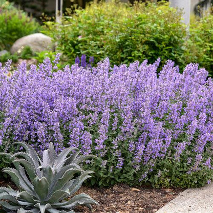 Nepeta faassenii 'Cat's Meow'  - Cat's Meow Catmint