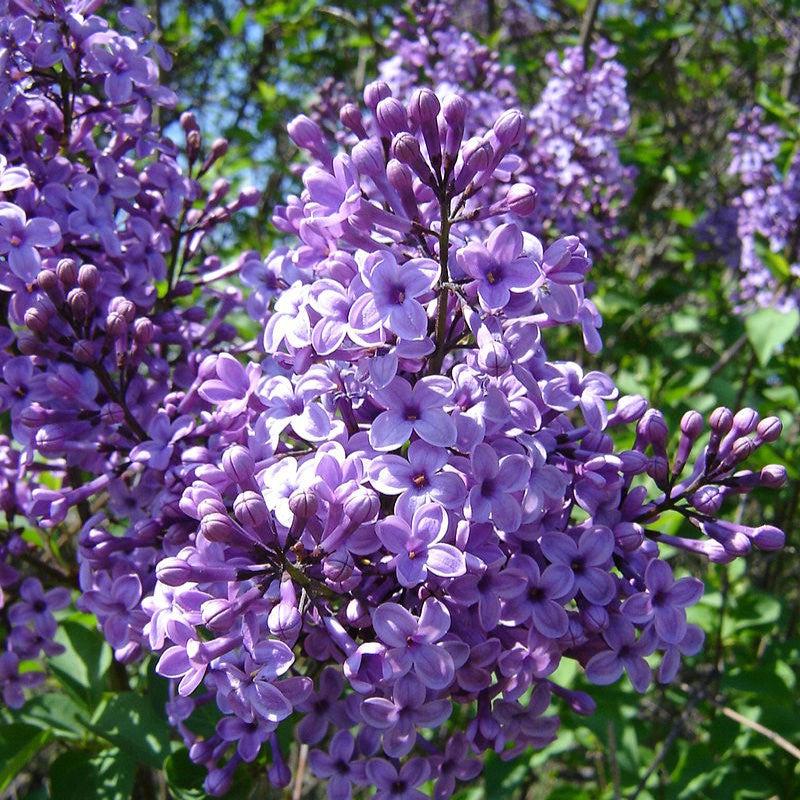 Syringa vulgaris  - Common Lilac, Purple