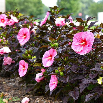Hibiscus 'Edge of Night' PP34,359  - Summerific® Edge of Night Hibiscus