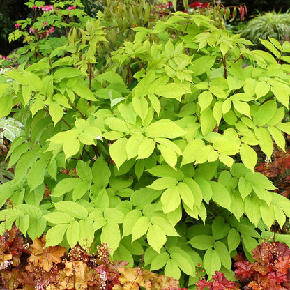 Aralia cordata 'Sun King'  - Sun King Golden Japanese Spikenard