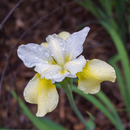 Iris sibirica 'Butter and Sugar'  - Butter and Sugar Siberian Iris