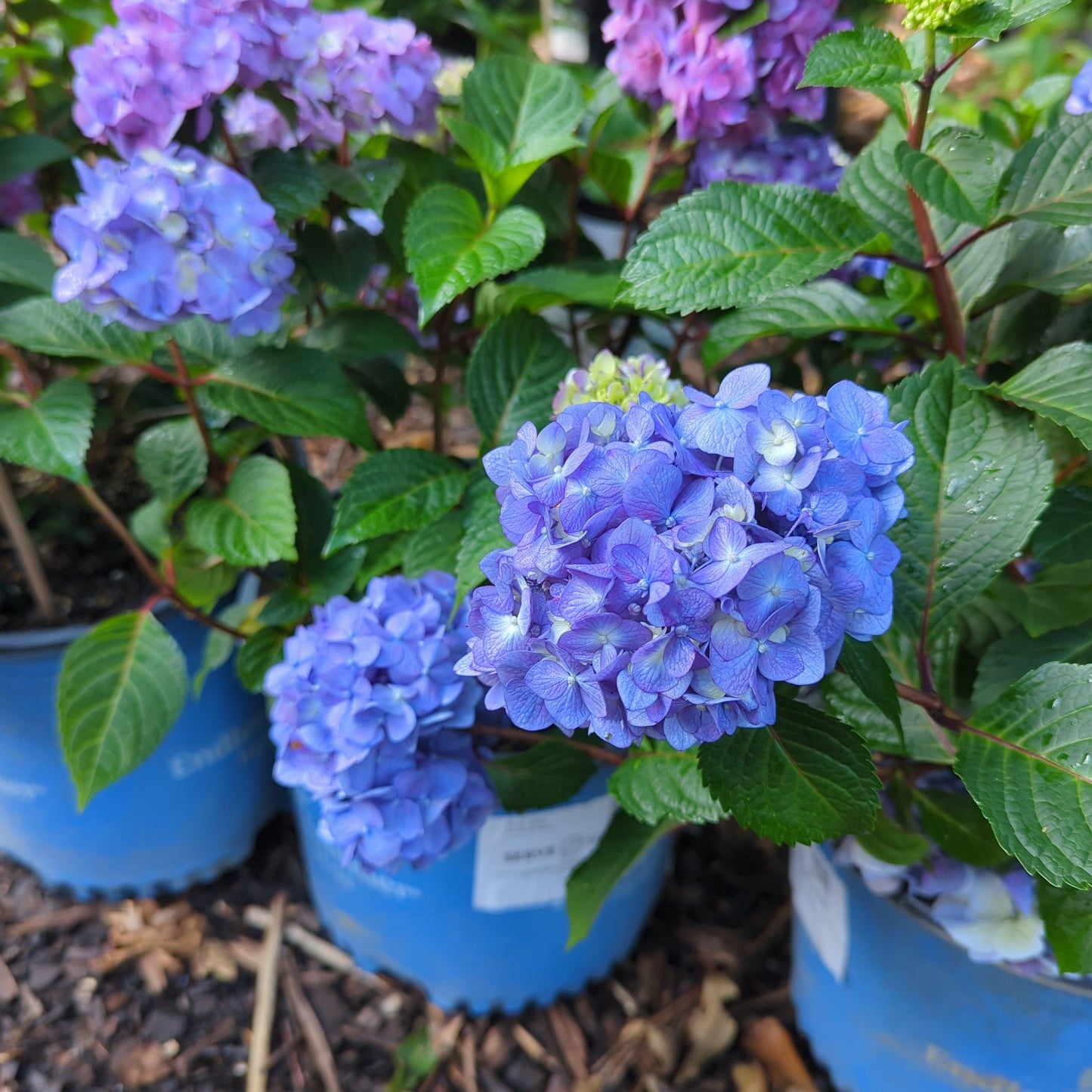 Hydrangea macrophylla 'P11HM-11'  - Endless Summer® Bloomstruck® Hydrangea