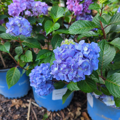 Hydrangea macrophylla 'P11HM-11'  - Endless Summer® Bloomstruck® Hydrangea