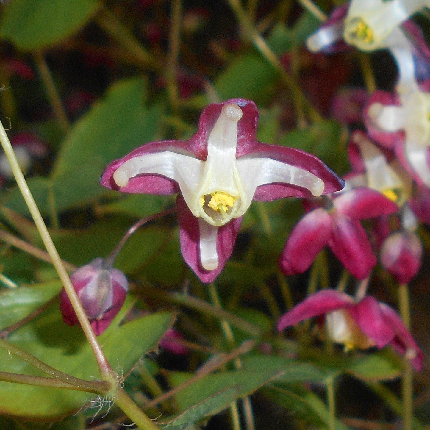 Epimedium rubrum  - Red Barrenwort, Bishop's Hat
