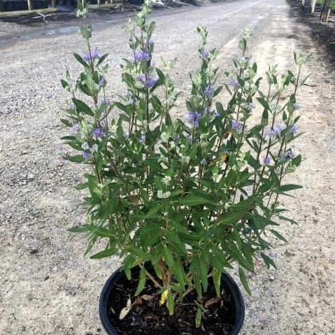 Caryopteris × clandonensis 'Dark Knight'  - Dark Knight Bluebeard