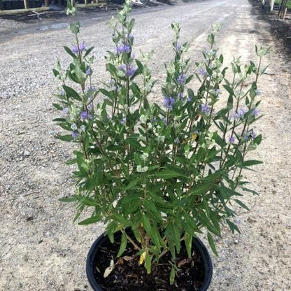 Caryopteris × clandonensis 'Dark Knight'  - Dark Knight Bluebeard