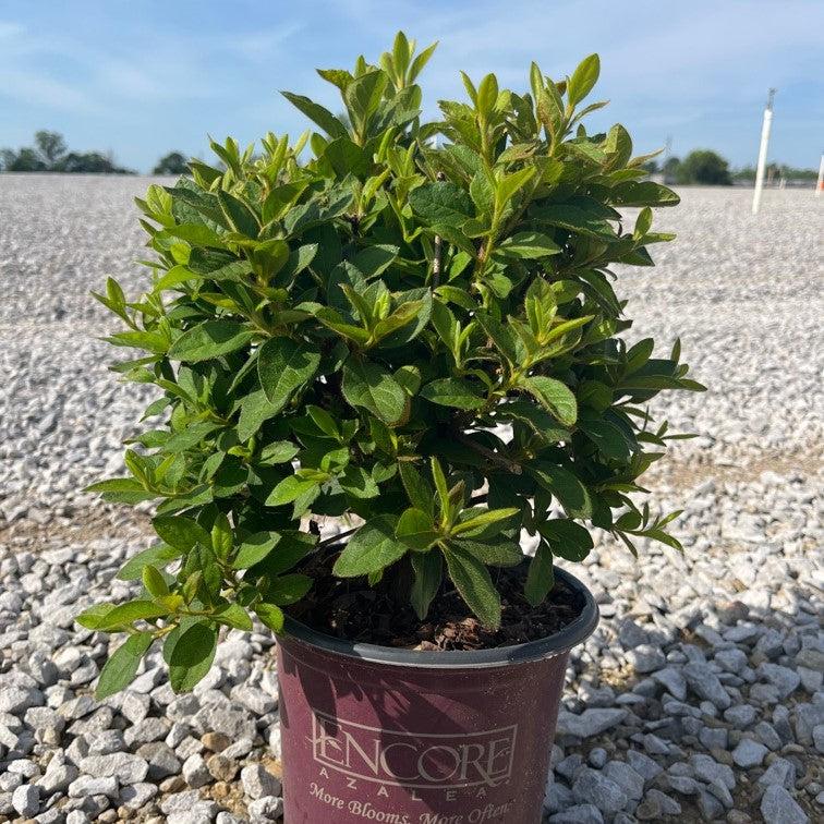 Rhododendron ‘Roblee’  - Encore® Autumn Sangria™ Azalea