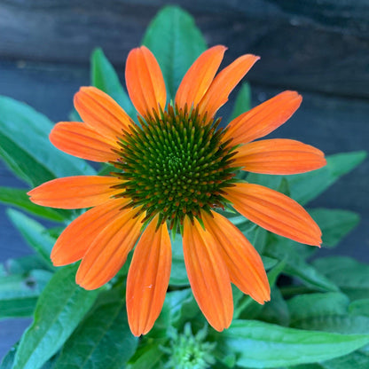 Echinacea 'PAS1308374'  - Artisan™ Soft Orange Coneflower