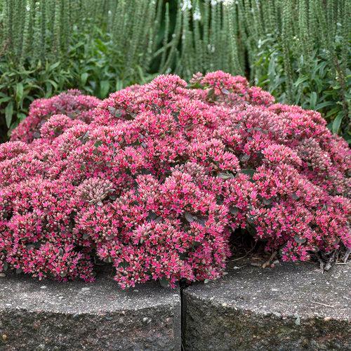 Sedum ‘Popstar’  - Rock 'N Round™ Popstar Stonecrop