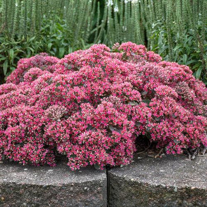 Sedum ‘Popstar’  - Rock 'N Round™ Popstar Stonecrop
