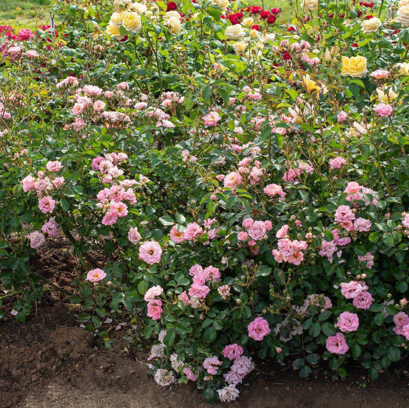 Rosa 'Meifranjin' PP 33,507  - Blushing Drift® Rose
