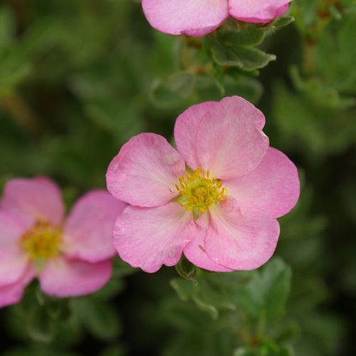 Potentilla fruticosa 'SMNPPS'  - PW® Happy Face Hearts® Potentilla