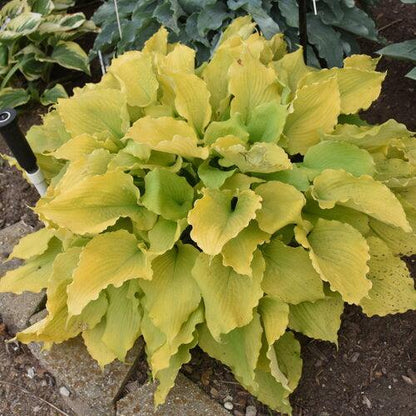 Hosta 'Echo the Sun' PP35,943  - PW® Shadowland® Echo the Sun Hosta