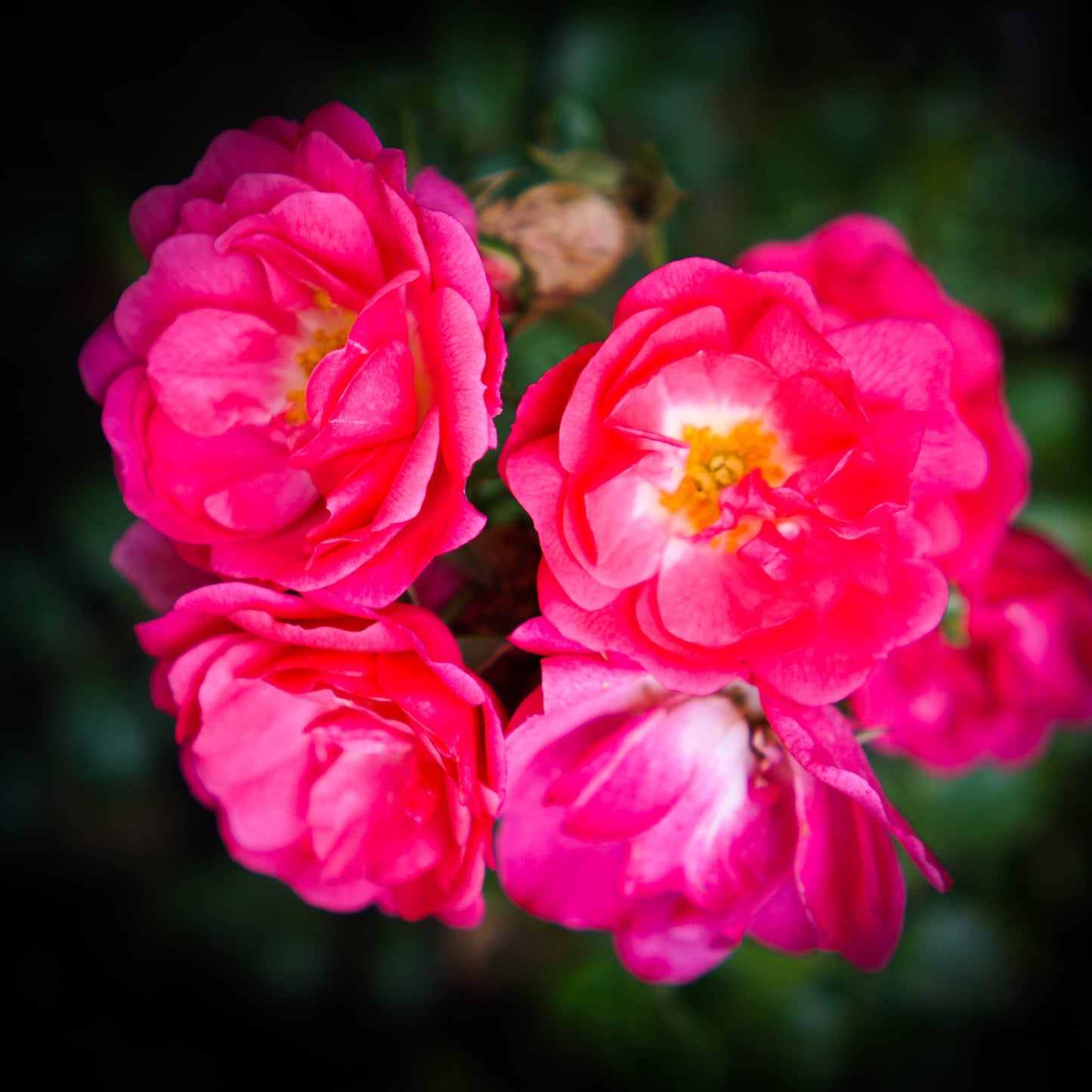 Rosa x 'NOA168098F'  - Flower Carpet® Pink Supreme Rose