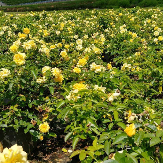 Rosa 'Wekvossutono' PP#18,473  - Julia Child™ Rose