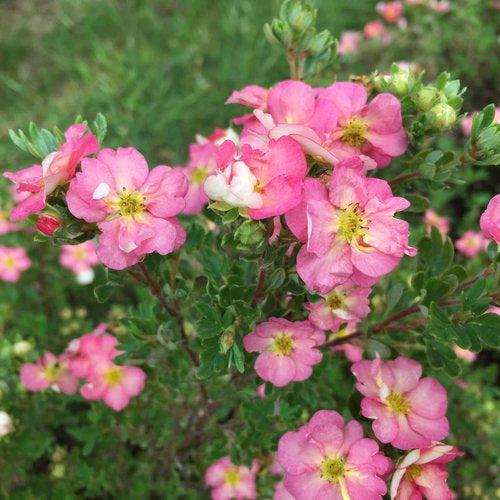 Potentilla fruticosa 'SMNPPS'  - PW® Happy Face Hearts® Potentilla