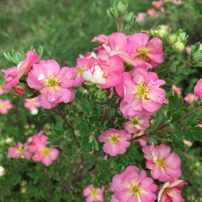 Potentilla fruticosa 'SMNPPS'  - PW® Happy Face Hearts® Potentilla