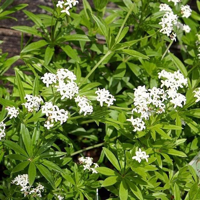Galium odoratum  - Sweet Woodruff