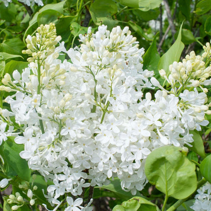Syringa vulgaris 'G13103'  - New Age™ White Lilac