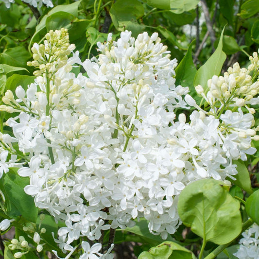 Syringa vulgaris 'G13103'  - New Age™ White Lilac