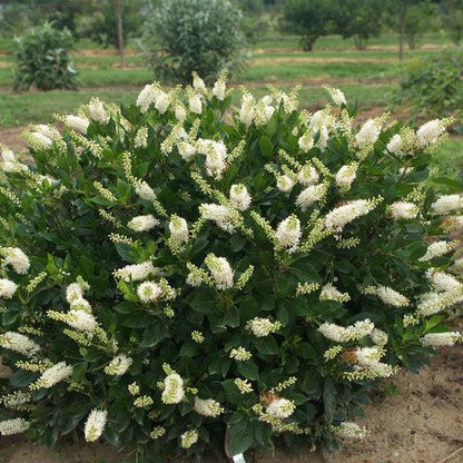 Clethra alnifolia 'Crystalina'  - Sugartina® Summersweet