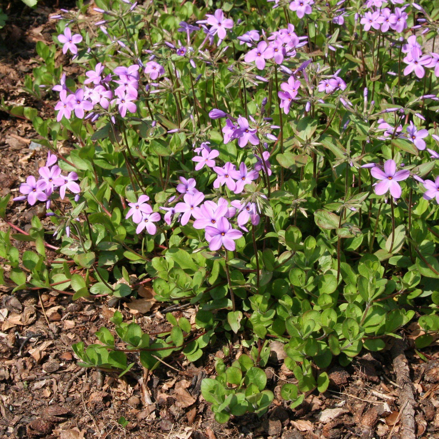 Phlox stolonifera  - Creeping Phlox, Star-Rock Phlox