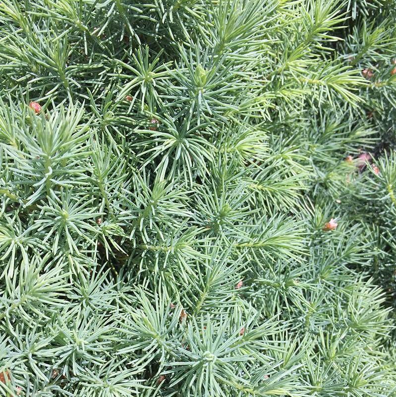 Picea glauca 'Conica'  - Dwarf Alberta Spruce