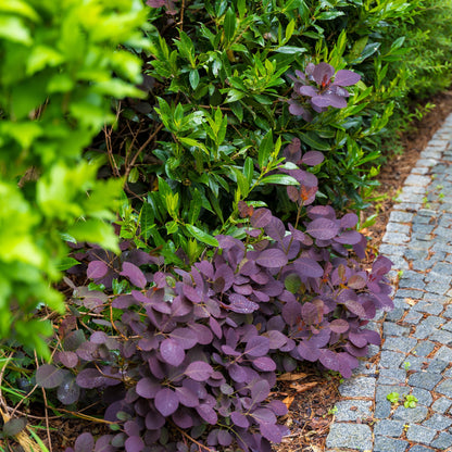 Cotinus coggygria 'Cotsidh5'  - Velveteeny™ Dwarf Purple Smoke Bush