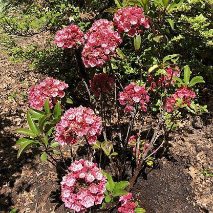 Kalmia latifolia 'Raspberry Glow'  - Raspberry Glow Mountain Laurel