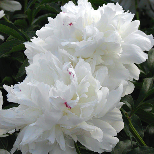 Paeonia lactiflora 'Festiva Maxima'  - Festiva Maxima Peony