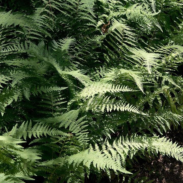 Dennstaedtia punctilobula  - Hayscented Fern