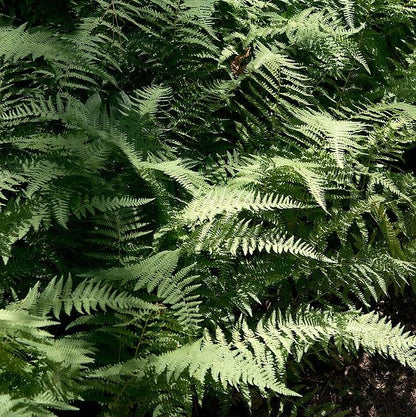 Dennstaedtia punctilobula  - Hayscented Fern
