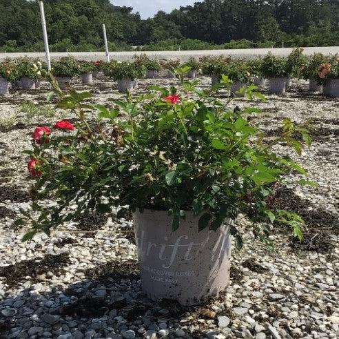 Rosa 'Meigalpio' PP#17,877  - Red Drift® Rose