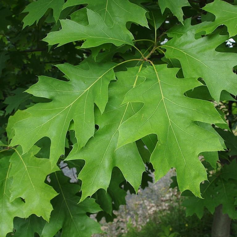 Quercus rubra  - Northern Red Oak