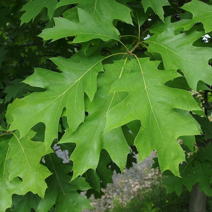 Quercus rubra  - Northern Red Oak
