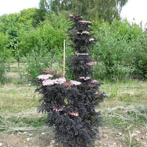 Sambucus nigra 'Laced Up'  - Laced Up® Elderberry