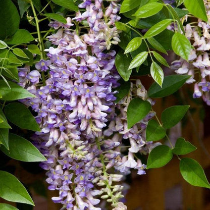 Wisteria macrostachys 'Betty Mathews'  - First Editions® Summer Cascade™ Wisteria
