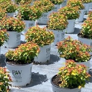 Spiraea japonica 'NCSX1'  - Double Play® Candy Corn® Spirea