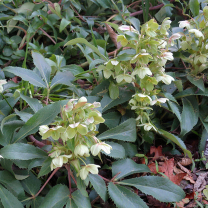 Helleborus 'Walhelivor'  - Ivory Prince Lenten Rose