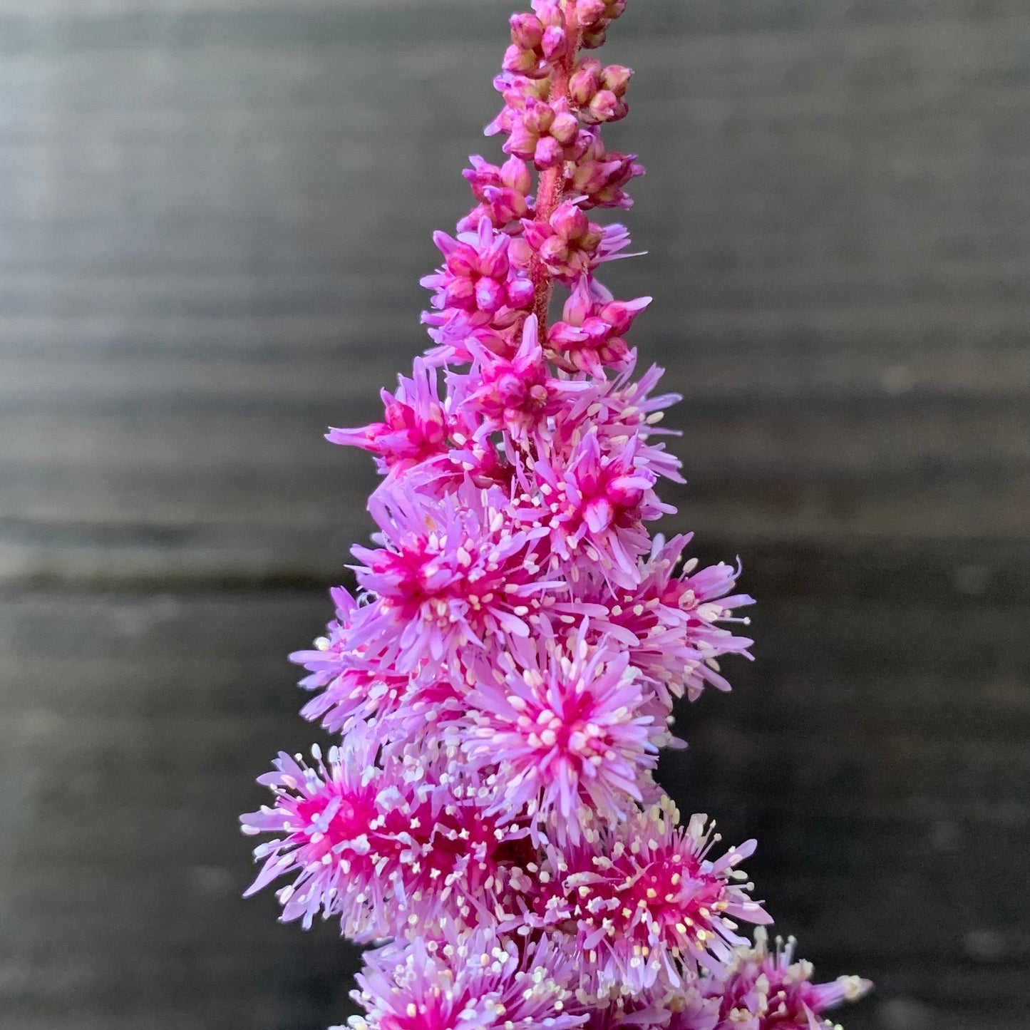 Astilbe 'Dark Side of the Moon'  - Dark Side of the Moon Astilbe