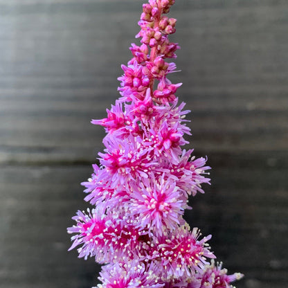 Astilbe 'Dark Side of the Moon'  - Dark Side of the Moon Astilbe