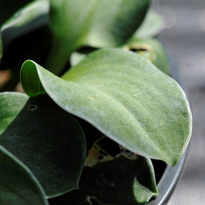 Hosta 'Blue Mouse Ears'  - Blue Mouse Ears Hosta